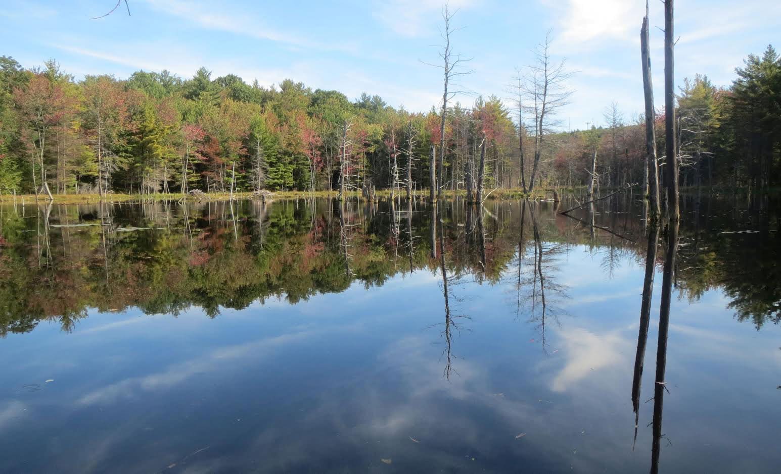 NH Moose Plates California Brook Natural Area Conservation NH Moose Plates