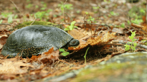 Blanding's turtle, a native New England species
